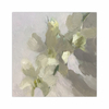White Orchids (12×12)